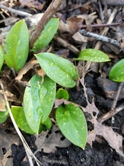 Ligustrum japonicum