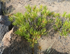 Colliguaja integerrima