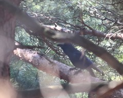 Corvus macrorhynchos