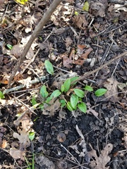 Ligustrum japonicum