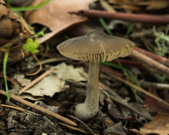 Pluteus phaeocyanopus