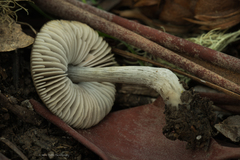 Pluteus phaeocyanopus