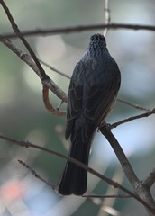 Hypsipetes amaurotis