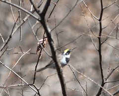Emberiza elegans