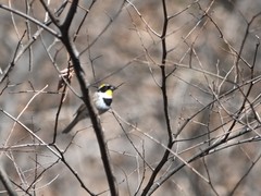 Emberiza elegans