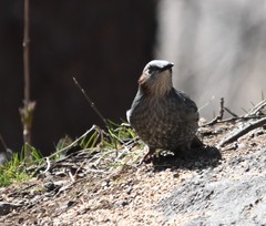 Hypsipetes amaurotis