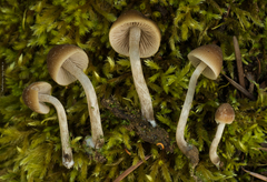Psathyrella frustulenta