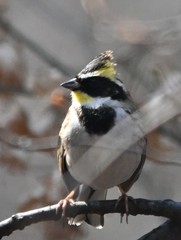 Emberiza elegans
