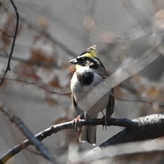 Emberiza elegans