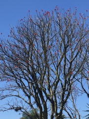 Erythrina americana