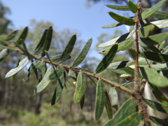 Acacia leichhardtii