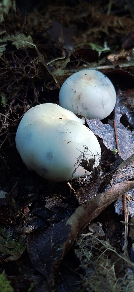 Psilocybe weraroa · April 2026 · photo: © naomipw (iNaturalist, cc-by)