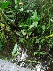 Equisetum myriochaetum