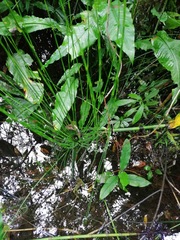 Equisetum myriochaetum