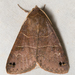 Black-dotted Brown - Photo (c) Stott Noble, some rights reserved (CC BY-NC), uploaded by Stott Noble