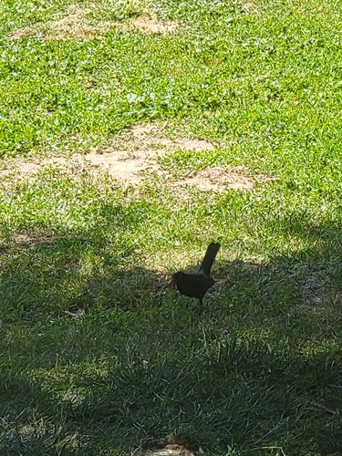 Avistamiento Turdus merula