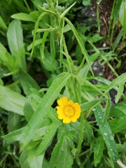 Calendula arvensis