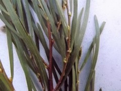Acacia viscidula