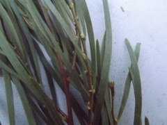Acacia viscidula