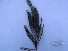 Acacia viscidula