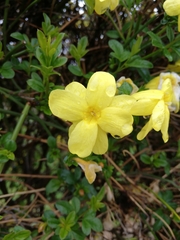 Jasminum nudiflorum