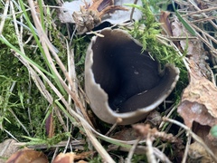 Dissingia leucomelaena