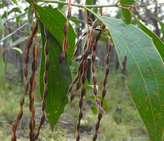 Acacia wardellii