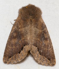 Orthosia garmani