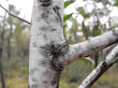 Acacia wardellii