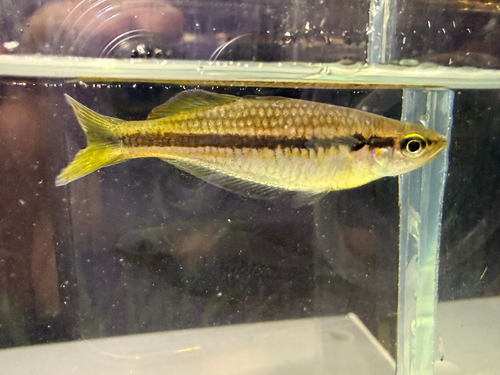 Australian rainbow (Melanotaenia nigrans) — Melanotaeniidae — 4