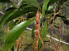 Acacia wardellii