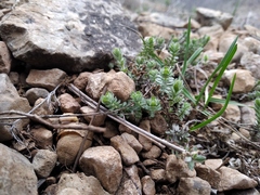 Cruciata taurica