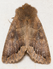 Orthosia garmani