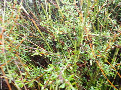 Coprosma propinqua