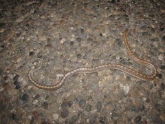 Arizona elegans philipi