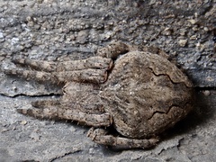 Araneus ventricosus