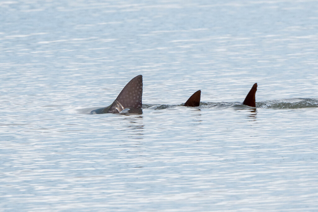 Three dorsal fins breaking the surface of calm water, the nearest with pale spots