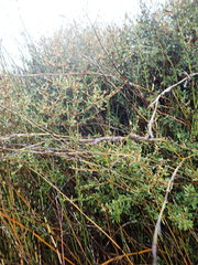Coprosma propinqua