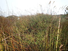 Coprosma propinqua