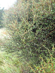 Coprosma propinqua