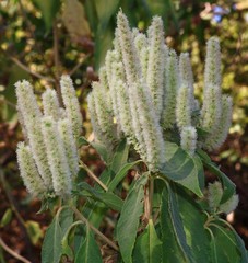 Colebrookea oppositifolia