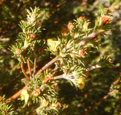 Phyllota pleurandroides