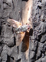Chetogaster violacea-viridis
