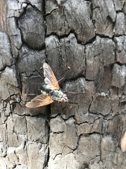 Chetogaster violacea-viridis