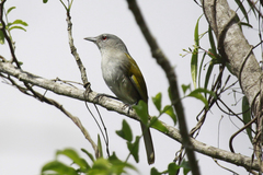 Microligea palustris