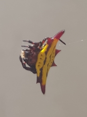 Gasteracantha diadesmia