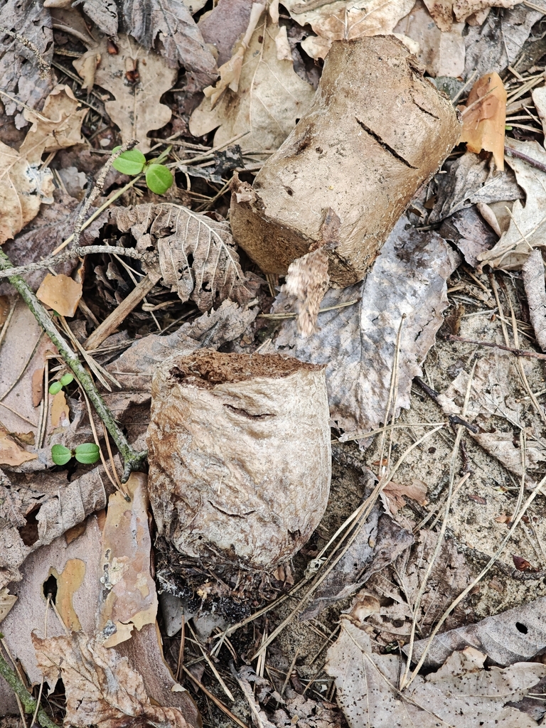 Lycoperdon excipuliforme