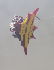 Gasteracantha diadesmia