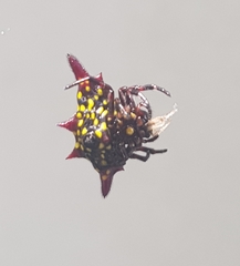 Gasteracantha diadesmia