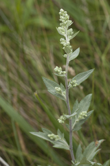 Artemisia koidzumii